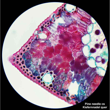 bresser-researcher-bino-40-1000x-professional-microscope_4