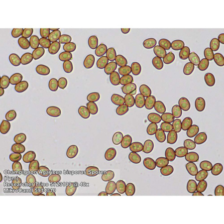 bresser-researcher-trino-40-1000x-professional-microscope_6